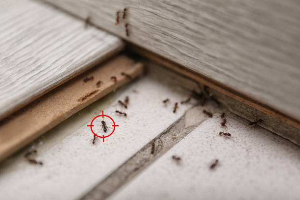 Best Spider Control Near Me  in Owensville, MO