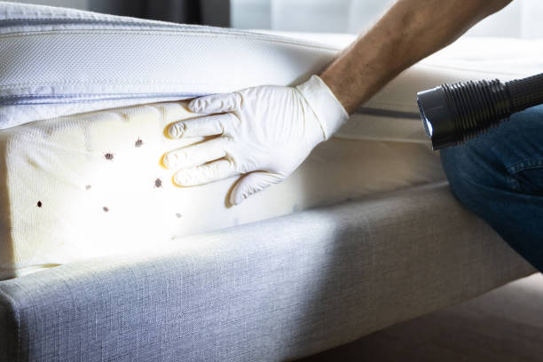 Best Termite Control Services  in Owensville, MO